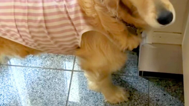 暑くなってきたので『お留守番』と大型犬に伝えた結果→言葉を理解した瞬間…あまりにも素直な『表情』に反響「切ないｗ」「一緒に行きたいね」(ブログ)
