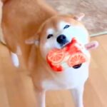 ニコニコ笑顔で嬉しそうな犬→苦手な『シャンプー』をした結果…あからさま過ぎる『表情の違い』が26万表示「無になってて草」「撃沈…ｗｗ」(ブログ)