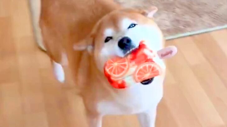 ニコニコ笑顔で嬉しそうな犬→苦手な『シャンプー』をした結果…あからさま過ぎる『表情の違い』が26万表示「無になってて草」「撃沈…ｗｗ」(ブログ)