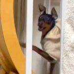 猫の運動不足解消用に買ったキャットホイール→なぜか『犬』が爆走していて…想像以上に『ストイックな光景』に反響「初めて見たｗ」「超頑張り屋」(ブログ)