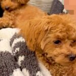 子犬を抱っこしたら、先輩犬が『ママを取られた』と勘違いして…わかりやす過ぎる『嫉妬の表情』が143万再生「目力ハンパなくて草」「怒りｗ」(ブログ)