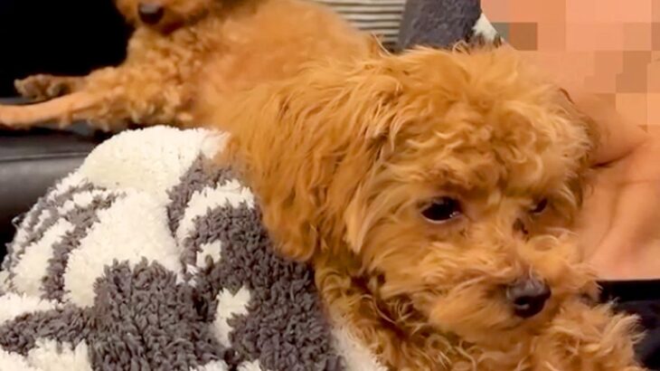 子犬を抱っこしたら、先輩犬が『ママを取られた』と勘違いして…わかりやす過ぎる『嫉妬の表情』が143万再生「目力ハンパなくて草」「怒りｗ」(ブログ)