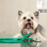 愛犬の肝臓を守る『慢性肝炎』の早期発見と治療のポイント【獣医師執筆】(ブログ)