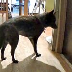 毎日一緒にいたママが『突然の外泊』をして戸惑う犬たち→あまりにも健気な光景と『再会の瞬間』が愛に溢れていると反響「可愛い」「賢いなあ」(ブログ)