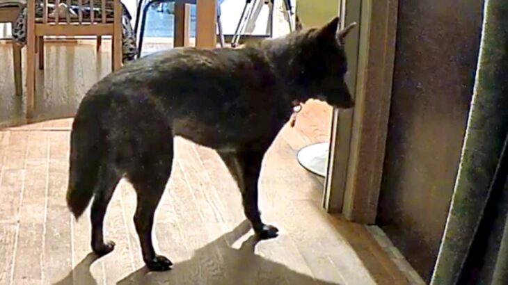 毎日一緒にいたママが『突然の外泊』をして戸惑う犬たち→あまりにも健気な光景と『再会の瞬間』が愛に溢れていると反響「可愛い」「賢いなあ」(ブログ)