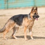 『頭がいい』といわれている犬種５選　賢いワンコがよくする行動や気をつけるべき接し方まで(ブログ)