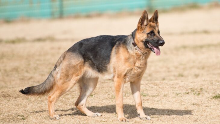 『頭がいい』といわれている犬種５選　賢いワンコがよくする行動や気をつけるべき接し方まで(ブログ)