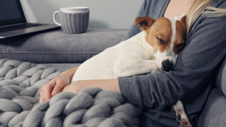 夫婦が離婚した場合、飼っている犬はどうなる？飼育権は誰のものになるの？(ブログ)