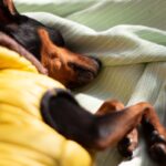 犬の『元気がない』理由５選　主な原因や今すぐに病院へ行くべきサインまで(ブログ)