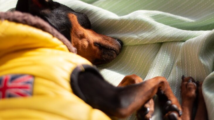 犬の『元気がない』理由５選　主な原因や今すぐに病院へ行くべきサインまで(ブログ)