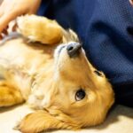 犬が飼い主にみせる『尊い行動』4つ　愛おしくて抱きしめたくなる仕草の意味とは？(ブログ)