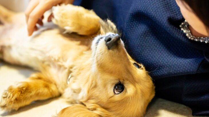 犬が飼い主にみせる『尊い行動』4つ　愛おしくて抱きしめたくなる仕草の意味とは？(ブログ)