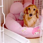 『ケージに閉じ込められた』と文句を言うシニア犬→実は開いていて…勘違いに気付いた瞬間が尊いと40万再生「全てが愛おしい」「可愛い文句ｗ」(ブログ)