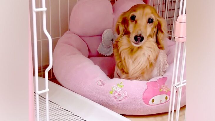 『ケージに閉じ込められた』と文句を言うシニア犬→実は開いていて…勘違いに気付いた瞬間が尊いと40万再生「全てが愛おしい」「可愛い文句ｗ」(ブログ)
