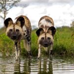 意外な『イヌ科』の動物4選　あまり知られていない生き物の種類や共通点までご紹介(ブログ)