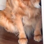 イタズラをした大型犬に『ダメでしょ』と叱った結果→申し訳なさそうに…子どものような『しょんぼり顔』に反響「表情ありすぎ」「可愛いｗｗ」(ブログ)