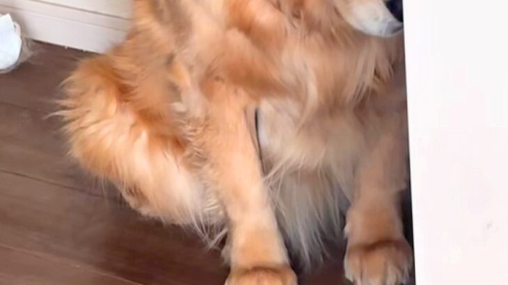 イタズラをした大型犬に『ダメでしょ』と叱った結果→申し訳なさそうに…子どものような『しょんぼり顔』に反響「表情ありすぎ」「可愛いｗｗ」(ブログ)