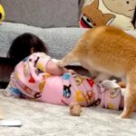 1歳の女の子が『柴犬に押し倒されてしまった』結果→大型犬が駆け寄って…頼もしすぎる『まさかの光景』が44万再生「相棒のよう」「優しい」(ブログ)