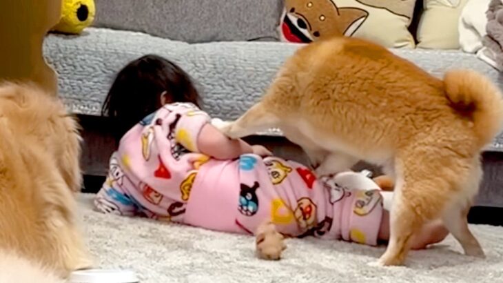 1歳の女の子が『柴犬に押し倒されてしまった』結果→大型犬が駆け寄って…頼もしすぎる『まさかの光景』が44万再生「相棒のよう」「優しい」(ブログ)