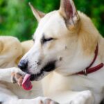 犬が『自分の手足を噛む』理由5選　放っておいて大丈夫？病院に行くべきサインまで(ブログ)