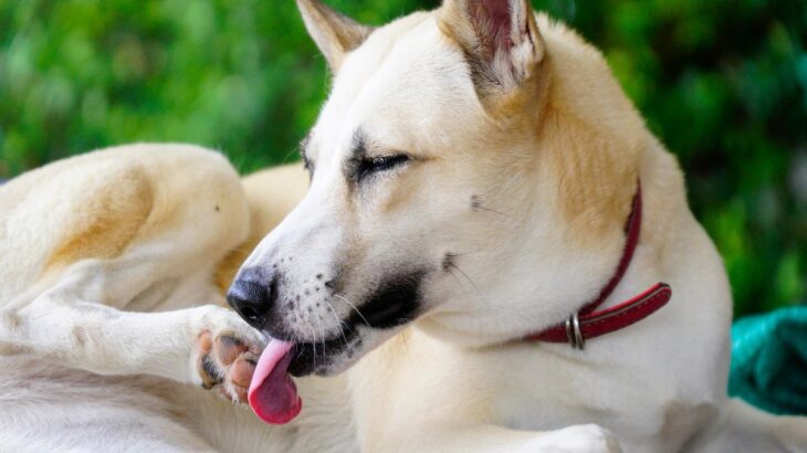 犬が『自分の手足を噛む』理由5選　放っておいて大丈夫？病院に行くべきサインまで(ブログ)