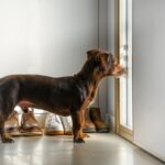 犬が飼い主を『玄関で待つ』理由４選　その場を離れずに待ち続ける心理や注意点まで解説(ブログ)