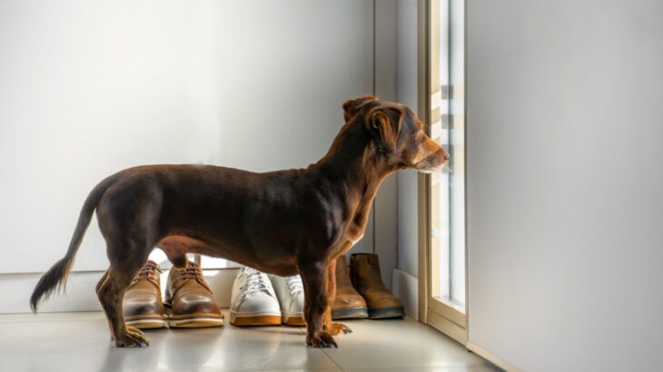 犬が飼い主を『玄関で待つ』理由４選　その場を離れずに待ち続ける心理や注意点まで解説(ブログ)