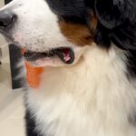 『パパの帰りが遅いな』と気付いた超大型犬→表情が一変して…家族想いな『健気すぎる光景』に反響「すべてが尊い…」「本当に感受性が豊かな子」(ブログ)