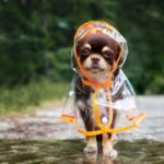 雨の日に『犬の散歩』注意点とは？出かける前に必ずすべき事前準備まで解説(ブログ)