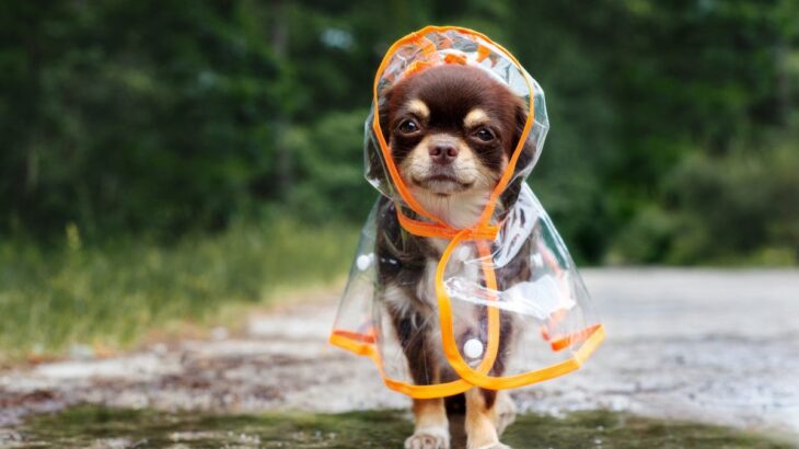 雨の日に『犬の散歩』注意点とは？出かける前に必ずすべき事前準備まで解説(ブログ)