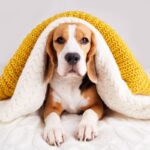 『服を嫌がる犬』がみせる行動４選　服を着てくれない理由や不快にさせないための対処法まで(ブログ)