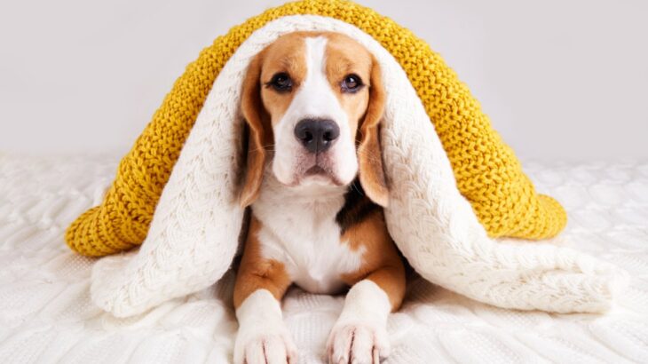 『服を嫌がる犬』がみせる行動４選　服を着てくれない理由や不快にさせないための対処法まで(ブログ)