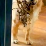 『大きな木』を持ち帰ろうとする大型犬→家の中に入れるのを拒んだ結果…子供のような光景が165万再生「何度もチャレンジするの草」「可愛い」(ブログ)