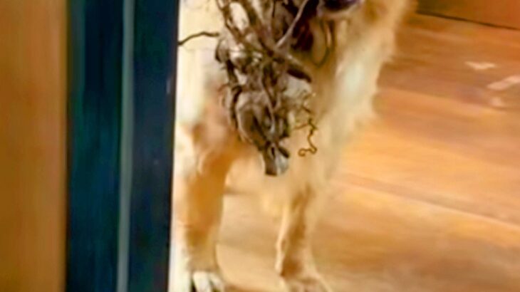 『大きな木』を持ち帰ろうとする大型犬→家の中に入れるのを拒んだ結果…子供のような光景が165万再生「何度もチャレンジするの草」「可愛い」(ブログ)