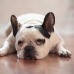 犬が『楽しくない』ときにみせる態度や行動5選　愛犬を満足させる方法や注意点まで解説(ブログ)