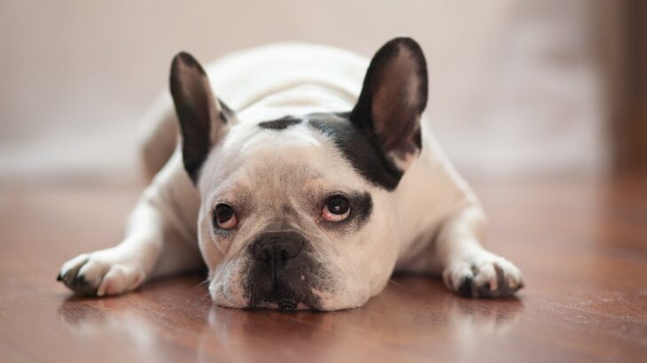 犬が『楽しくない』ときにみせる態度や行動5選　愛犬を満足させる方法や注意点まで解説(ブログ)