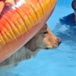 プールで『浮き輪』を使う大型犬→ふと『おしり』を見てみると…思っているのと違う『まさかの体勢』が20万再生「なんとも言えない表情で草」(ブログ)