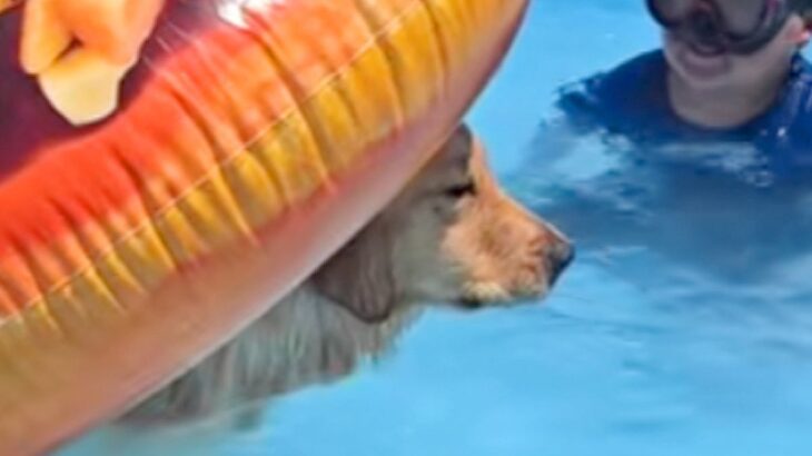 プールで『浮き輪』を使う大型犬→ふと『おしり』を見てみると…思っているのと違う『まさかの体勢』が20万再生「なんとも言えない表情で草」(ブログ)