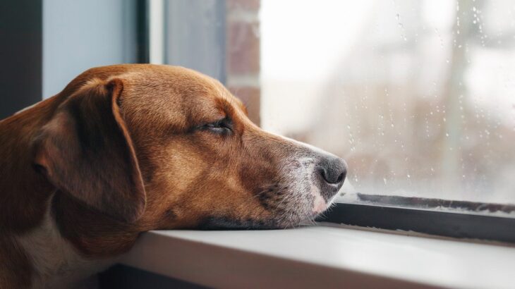 犬が『退屈』だと思っているときにみせる行動3つ　愛犬に充実した毎日を過ごしてもらう方法まで(ブログ)