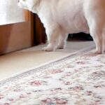 朝、まだ眠っているおばあちゃんに『おはよう』を言いたい犬→部屋の前で待ち続けて…『再会の瞬間』に反響「なんて優しい子」「ウルッときた」(ブログ)