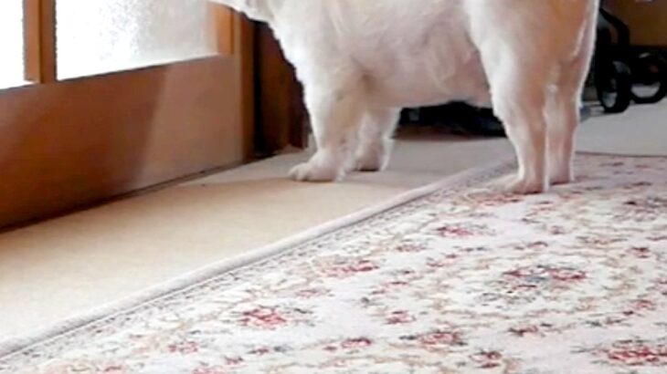 朝、まだ眠っているおばあちゃんに『おはよう』を言いたい犬→部屋の前で待ち続けて…『再会の瞬間』に反響「なんて優しい子」「ウルッときた」(ブログ)