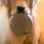 朝、15分寝坊してしまった結果→大型犬が『朝ごはん』を待っていて…思った以上に『ブチギレている表情』が41万再生「怒ってるｗ」「目がｗ」(ブログ)