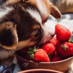 犬が食べても大丈夫な『春の果物』５選　一日の適正量や与える際の注意点まで(ブログ)