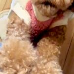 『服を着替えただけなのに…』ママの外出の気配を察した犬→家から出たくなくなる『切ないアピールと表情』に反響「めちゃ喋ってるｗ」「必死ｗ」(ブログ)