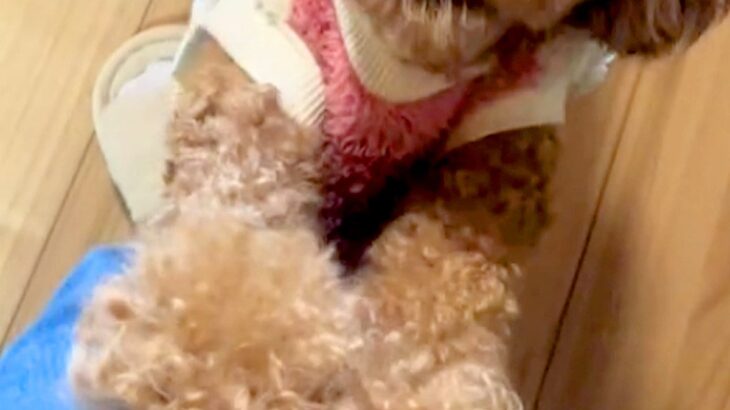 『服を着替えただけなのに…』ママの外出の気配を察した犬→家から出たくなくなる『切ないアピールと表情』に反響「めちゃ喋ってるｗ」「必死ｗ」(ブログ)