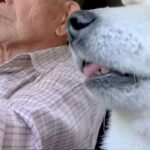 おじいちゃんが運転する『車の助手席』に乗るおばあちゃん犬→熟年夫婦のようで…とんでもなく尊い光景が69万再生「そっくり」「心が通じてる」(ブログ)