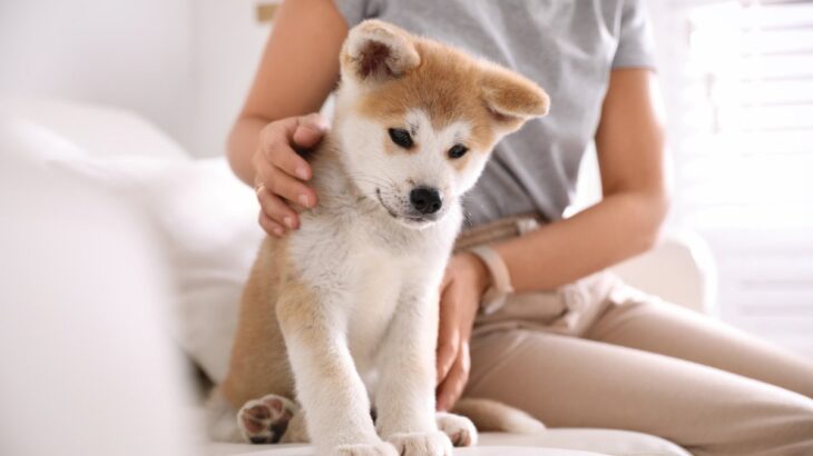 犬を飼ったばかりの人がぶつかる4つの壁　念願の愛犬との暮らしを充実させるための心得とは？(ブログ)