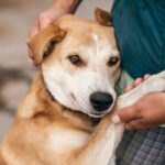 犬が『パニック状態』になっているサイン4選　落ち着かせるために飼い主がすべきことまで(ブログ)
