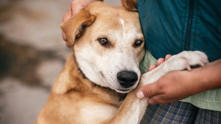 犬が『パニック状態』になっているサイン4選　落ち着かせるために飼い主がすべきことまで(ブログ)