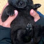 両手で包めるほど小さかった赤ちゃん犬→1年後…とてつもなくカッコいい『成長した光景』に10万いいね「イケメンすぎる」「子グマから狼に」(ブログ)